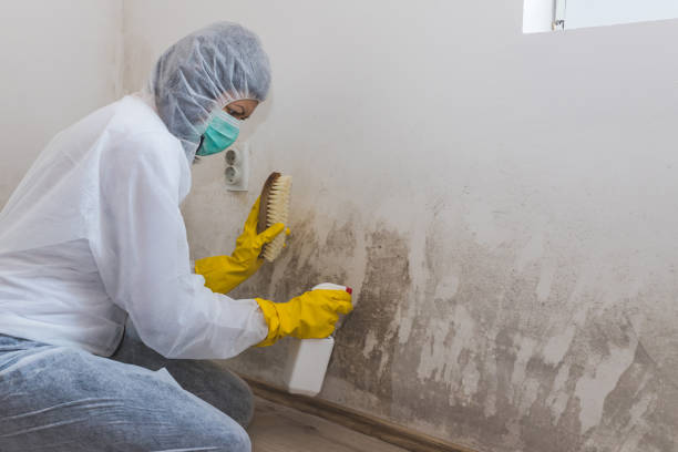 Best Forensic Mold Investigation  in Holdrege, NE